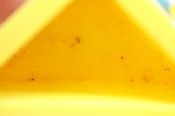 Schtroumpf avec brosse à dents et dentifrice - photo