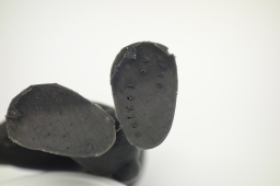 Schtroumpf drapeau de Barcelone (version 1) - photo