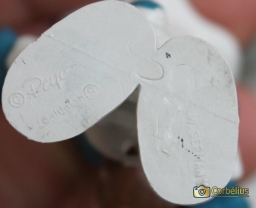 Schtroumpf chef cuisinier - photo