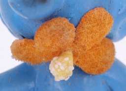 Schtroumpf avec fleur - Fleur